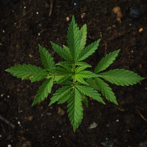 Puff the Magic Dragon: Christians & Marijuana