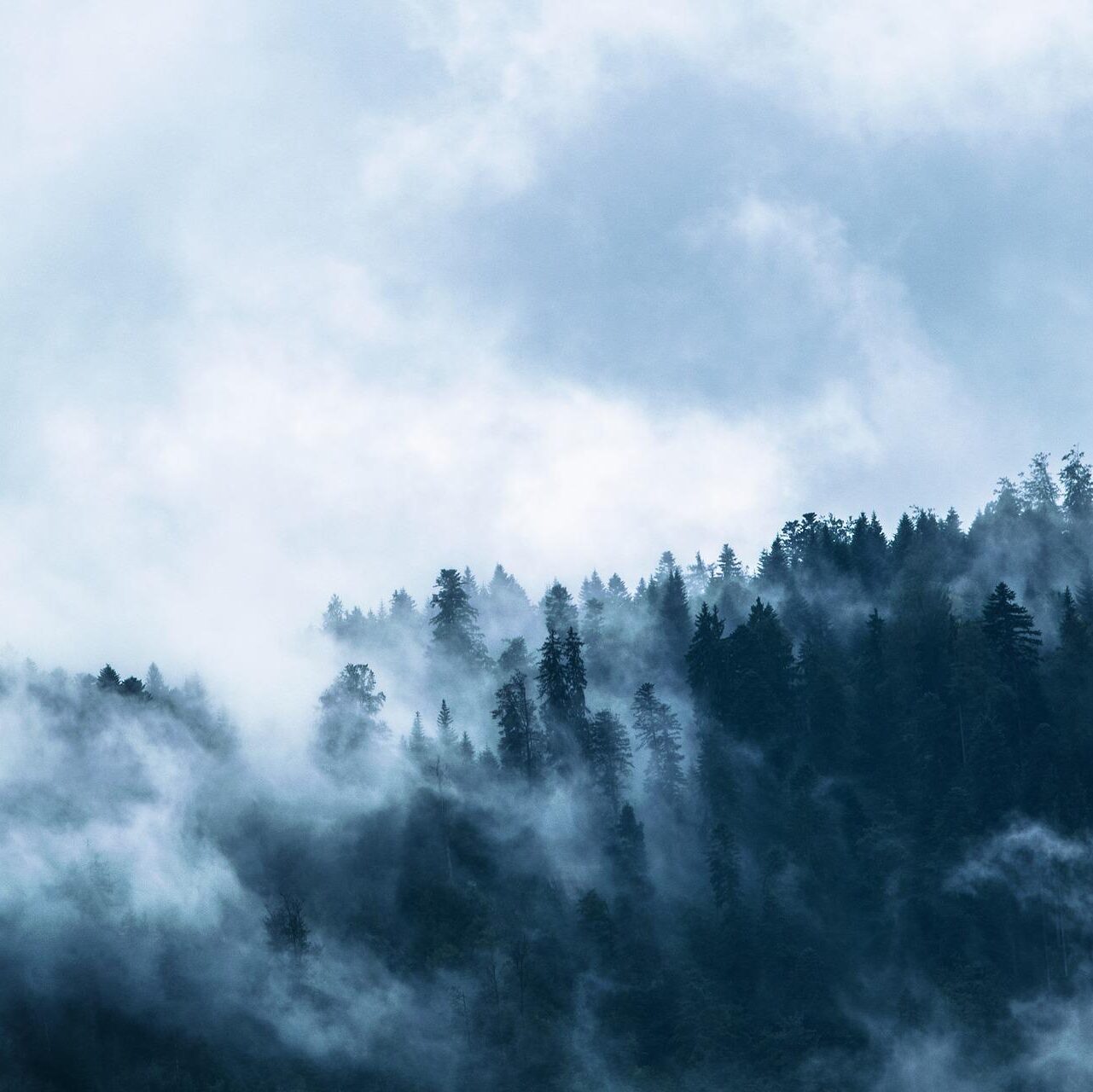 Seeing Through the Fog